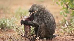 小狒狒吃瓜,小狒狒的夏日瓜果盛宴