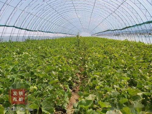 柳高吃瓜,揭秘校园里的那些“瓜”