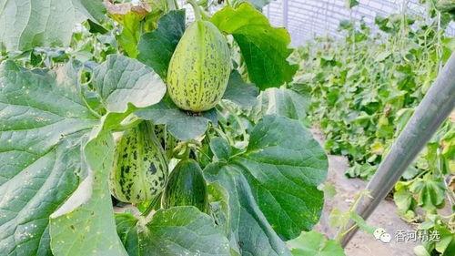 吃瓜蛤蟆,揭秘娱乐圈的幕后故事