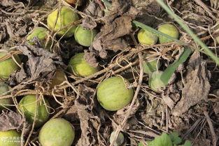 小野瓜蛋怎么吃,小野瓜蛋的多样食法探索