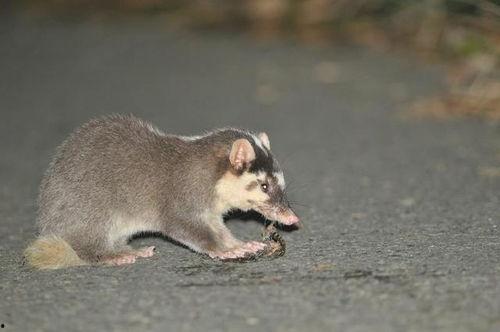 海外吃瓜猹,揭秘网络时代的“瓜田”盛景