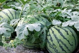 什么瓜不是吃的,那些不是用来吃的“瓜”