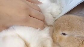 兔子可以吃杏瓜吗怎么吃,兔子食用杏瓜的正确方法与注意事项