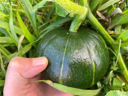 贝贝瓜怎么吃全部,解锁美味新体验