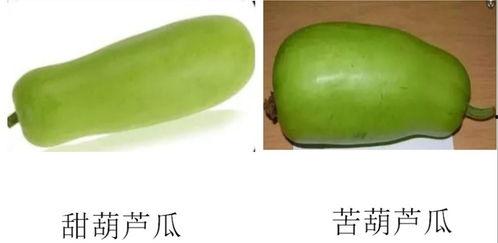 淄博唐庄吃瓜,瓜香四溢，品味乡村田园生活