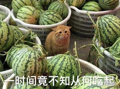 杂志吃瓜,跟随吃瓜群众探寻明星幕后故事