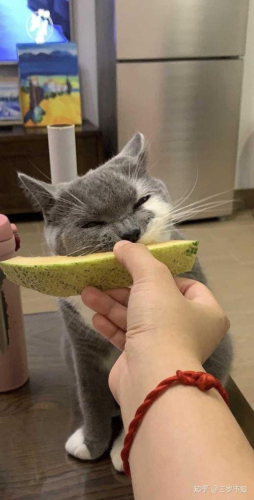 小猫可以吃哈密瓜吗,哈密瓜在猫咪饮食中的适宜性探讨